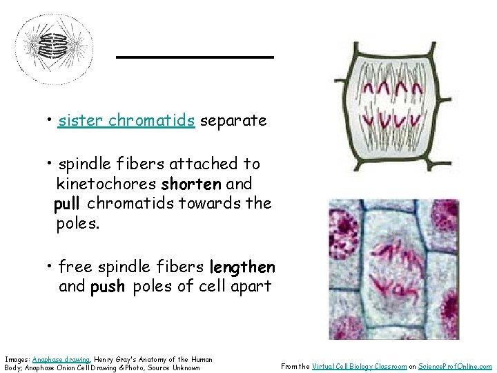 _____ • sister chromatids separate • spindle fibers attached to kinetochores shorten and pull