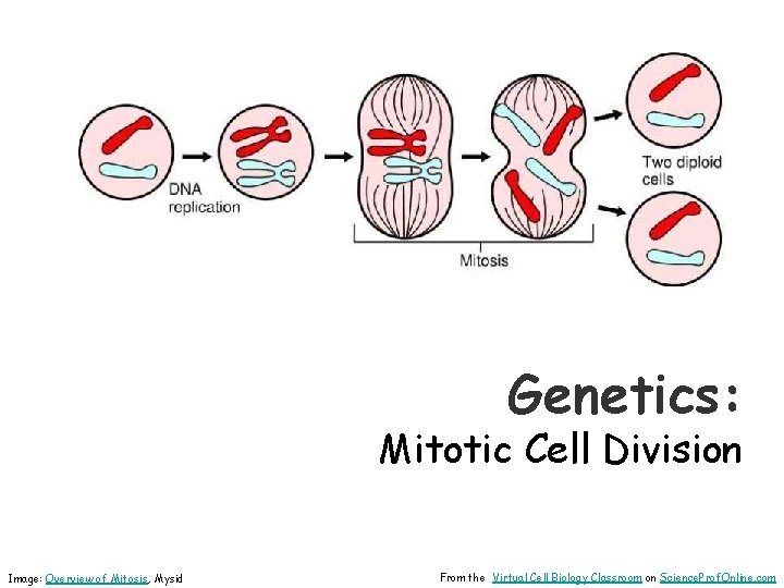 Genetics: Mitotic Cell Division Image: Overview of Mitosis, Mysid From the Virtual Cell Biology