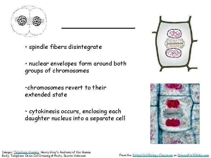 ______ • spindle fibers disintegrate • nuclear envelopes form around both groups of chromosomes