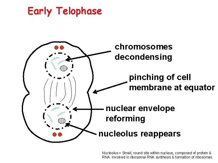 Early Telophase chromosomes decondensing pinching of cell membrane at equator nuclear envelope reforming nucleolus