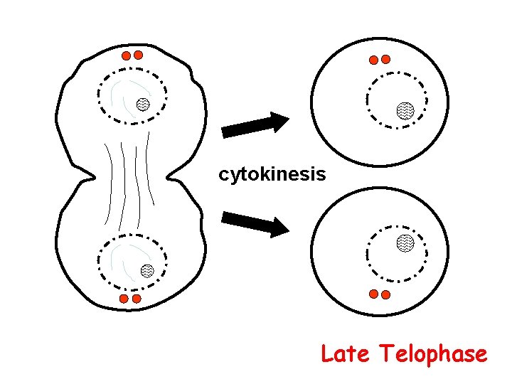 cytokinesis Late Telophase 