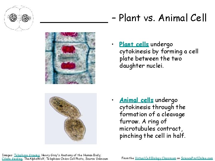 _____ – Plant vs. Animal Cell • Plant cells undergo cytokinesis by forming a