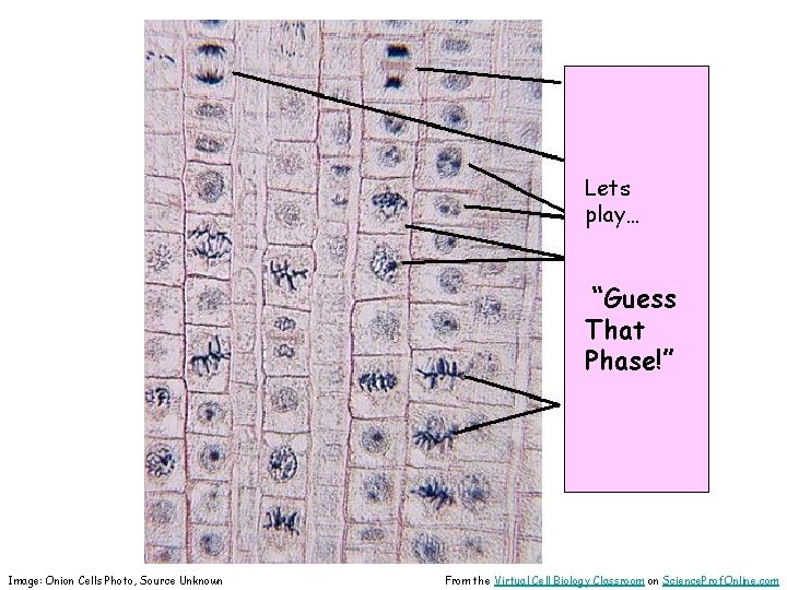 Lets play… “Guess That Phase!” Image: Onion Cells Photo, Source Unknown From the Virtual