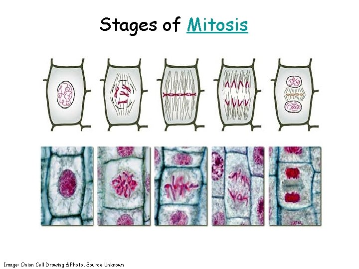 Stages of Mitosis Image: Onion Cell Drawing & Photo, Source Unknown 