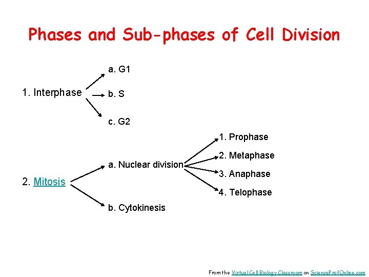 Phases and Sub-phases of Cell Division a. G 1 1. Interphase b. S c.