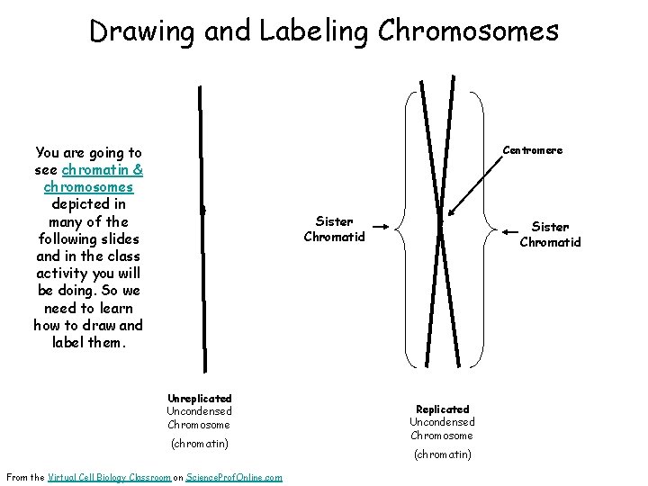 Drawing and Labeling Chromosomes You are going to see chromatin & chromosomes depicted in