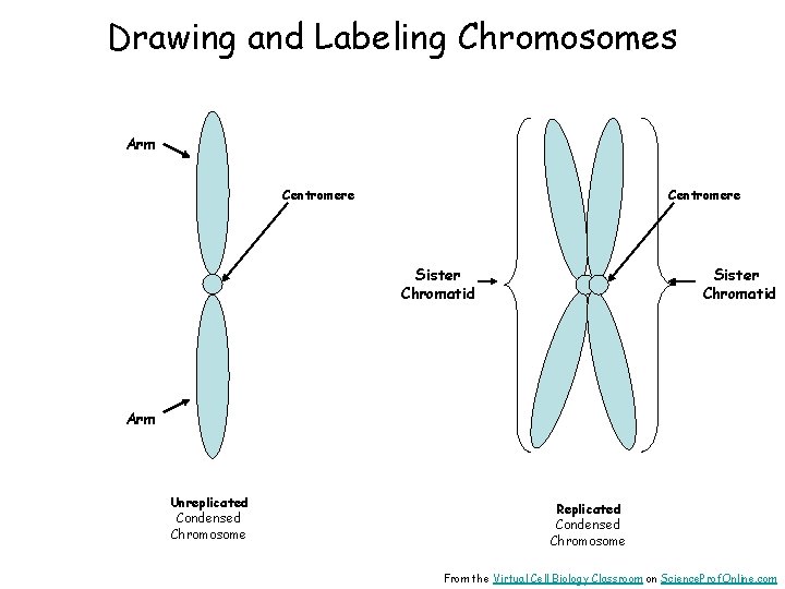 Drawing and Labeling Chromosomes Arm Centromere Sister Chromatid Arm Unreplicated Condensed Chromosome Replicated Condensed