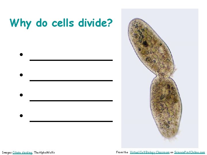 Why do cells divide? • _____________ Images Ciliate dividing, The. Alpha. Wolfc From the