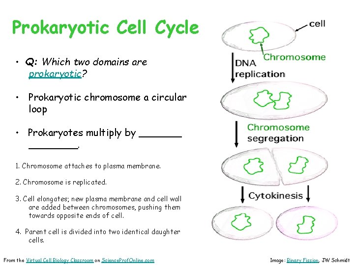 Prokaryotic Cell Cycle • Q: Which two domains are prokaryotic? • Prokaryotic chromosome a