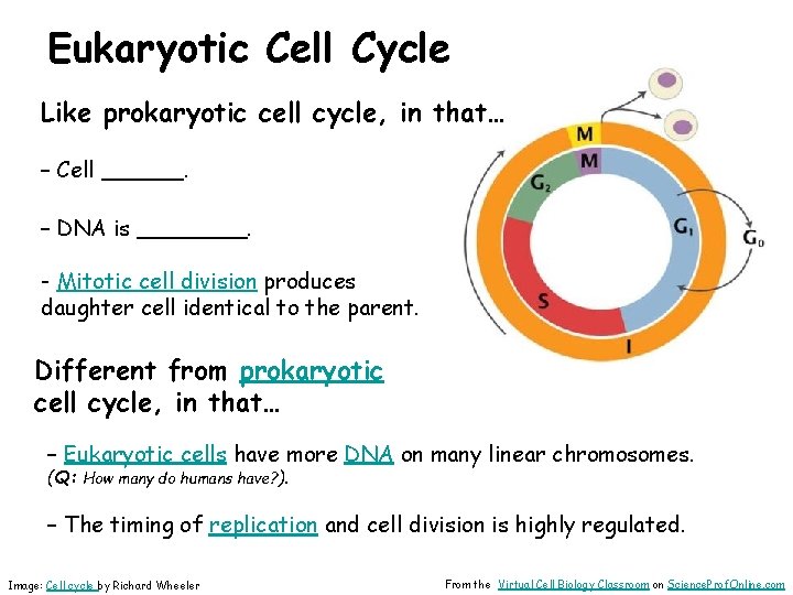 Eukaryotic Cell Cycle Like prokaryotic cell cycle, in that… – Cell ______. – DNA