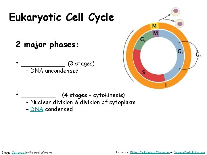 Eukaryotic Cell Cycle 2 major phases: • _____ (3 stages) – DNA uncondensed •