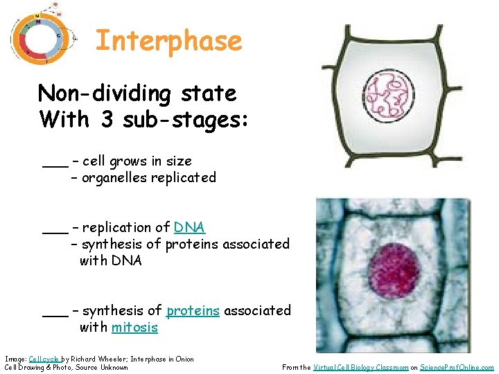 Interphase Non-dividing state With 3 sub-stages: ___ – cell grows in size – organelles