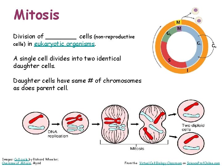 Mitosis Division of ____ cells (non-reproductive cells) in eukaryotic organisms. A single cell divides