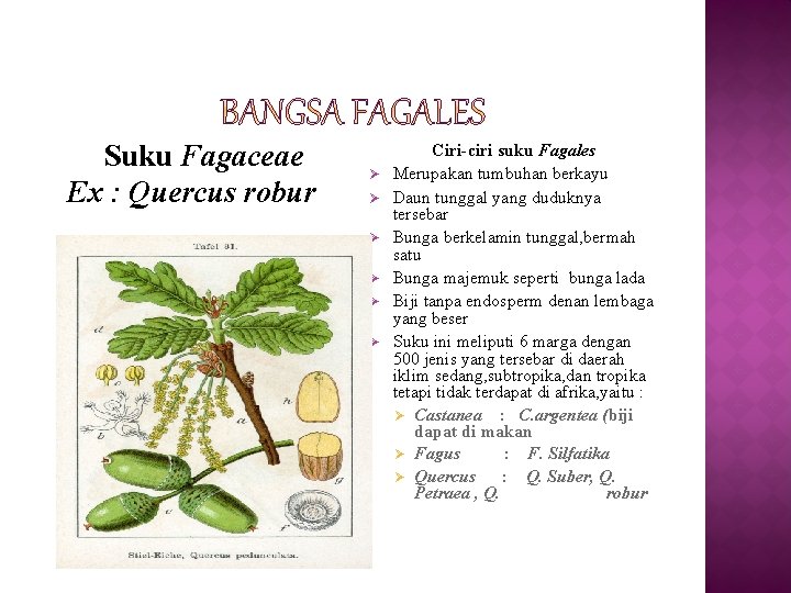 Suku Fagaceae Ex : Quercus robur Ø Ø Ø Ciri-ciri suku Fagales Merupakan tumbuhan