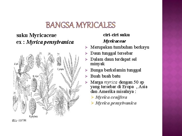 suku Myricaceae ex : Myrica pensylvanica Ø Ø Ø ciri-ciri suku Myricaceae Merupakan tumbuhan