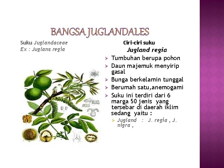 Suku Juglandaceae Ex : Juglans regia Ciri-ciri suku Ø Ø Ø Jugland regia Tumbuhan