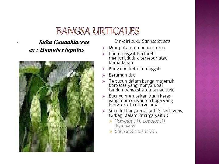  • Suku Cannabiaceae ex : Humulus lupulus Ø Ø Ø Ø Ciri-ciri suku