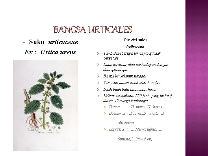 Suku urticaceae Ex : Urtica urens Ciri ciri suku • Urticaceae Ø Tumbuhan berupa