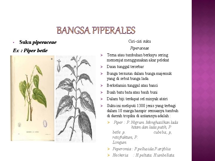  • Ciri-ciri suku Suku piperaceae Piperaceae Ex : Piper betle Ø Terna atau