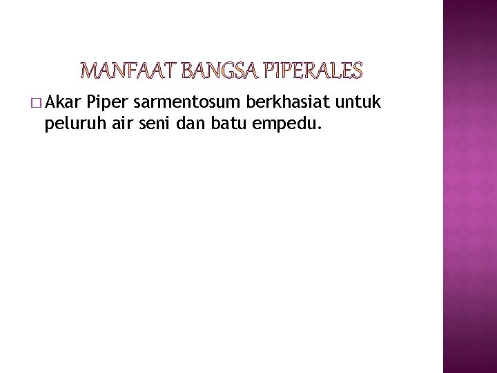 � Akar Piper sarmentosum berkhasiat untuk peluruh air seni dan batu empedu. 