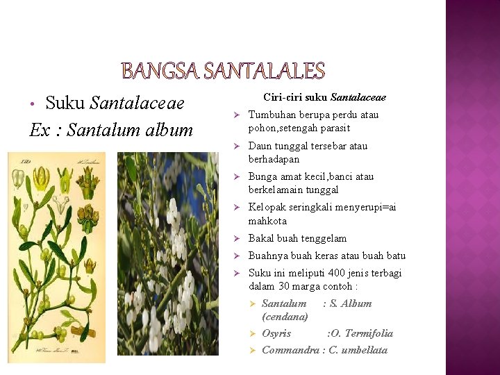 Suku Santalaceae Ex : Santalum album • Ciri-ciri suku Santalaceae Ø Tumbuhan berupa perdu