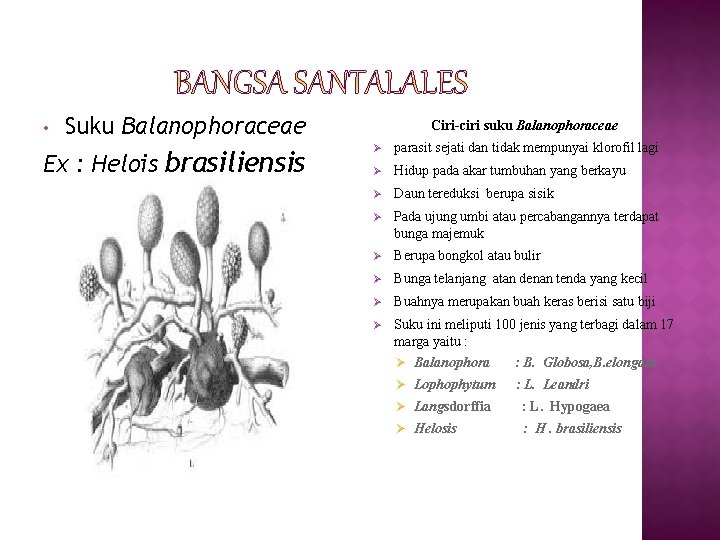  • Suku Balanophoraceae Ex : Helois brasiliensis Ciri-ciri suku Balanophoraceae Ø parasit sejati