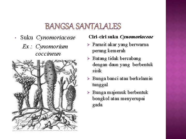  • Suku Cynomoriaceae Ex : Cynomorium coccineun Ciri-ciri suku Cynomoriaceae Ø Parasit akar