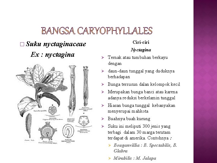 nyctaginaceae Ex : nyctagina Ciri-ciri � Suku Nyctagina Ø Ternak atau tumbuhan berkayu dengan