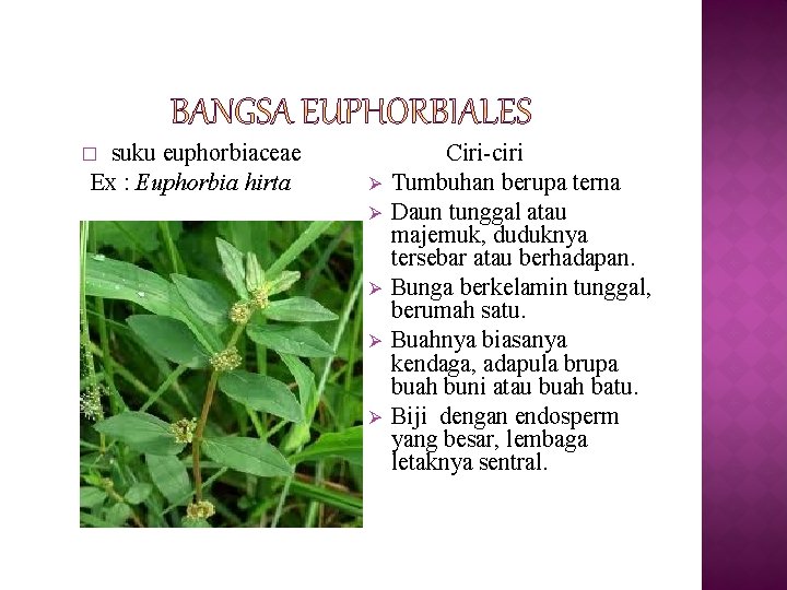 suku euphorbiaceae Ex : Euphorbia hirta � Ø Ø Ø Ciri-ciri Tumbuhan berupa terna