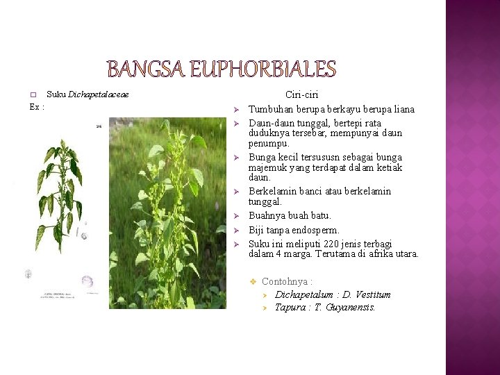 � Ex : Suku Dichapetalaceae Ø Ø Ø Ø Ciri-ciri Tumbuhan berupa berkayu berupa
