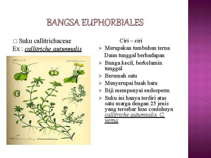 Suku callitrichaceae Ex : callitriche autumnalis � Ø Ø Ø Ciri – ciri Merupakan