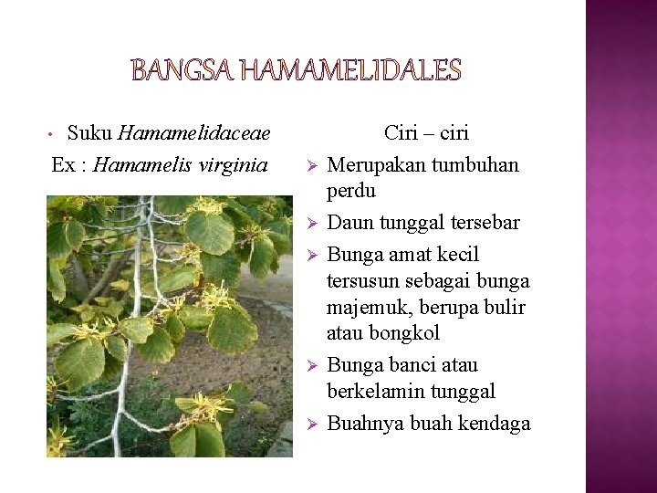 Suku Hamamelidaceae Ex : Hamamelis virginia • Ø Ø Ø Ciri – ciri Merupakan