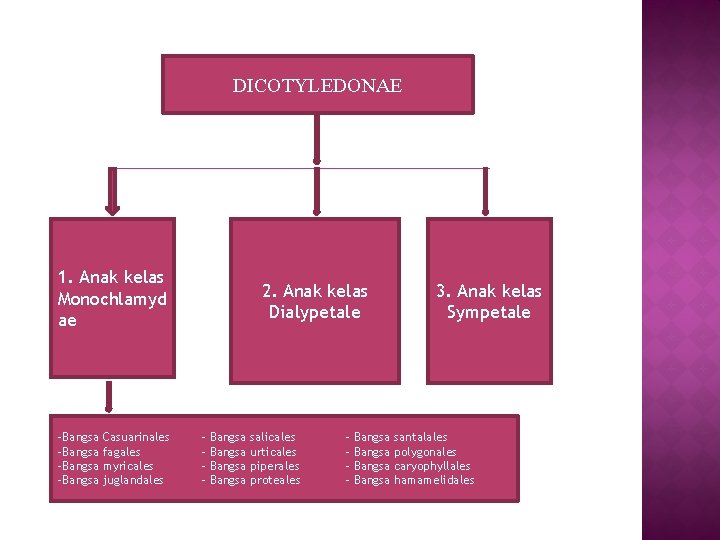 DICOTYLEDONAE 1. Anak kelas Monochlamyd ae -Bangsa Casuarinales -Bangsa fagales -Bangsa myricales -Bangsa juglandales