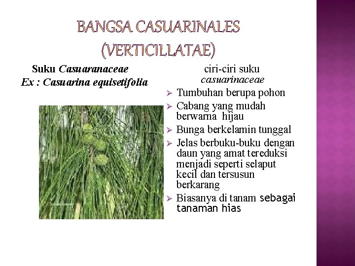 Suku Casuaranaceae Ex : Casuarina equisetifolia Ø Ø Ø ciri-ciri suku casuarinaceae Tumbuhan berupa