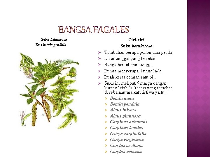 Suku betulaceae Ex : betula pendula Ø Ø Ø Ciri-ciri Suku betulaceae Tumbuhan berupa