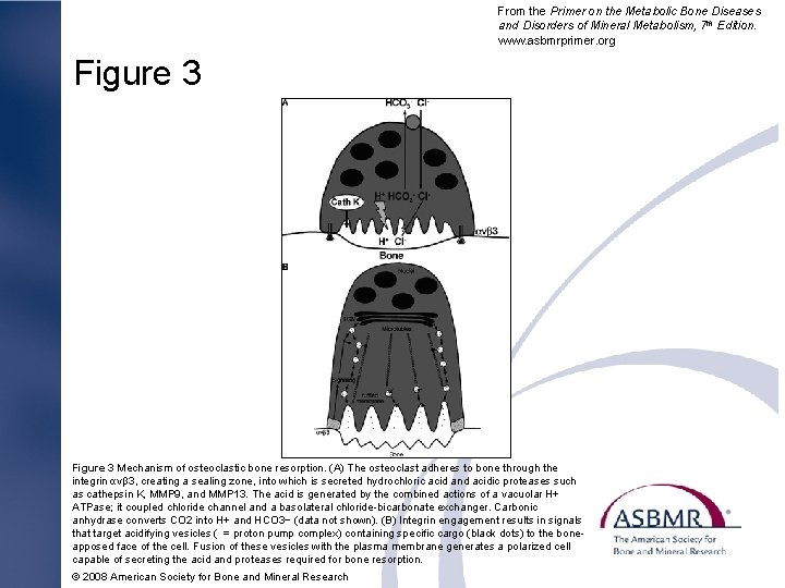 From the Primer on the Metabolic Bone Diseases and Disorders of Mineral Metabolism, 7