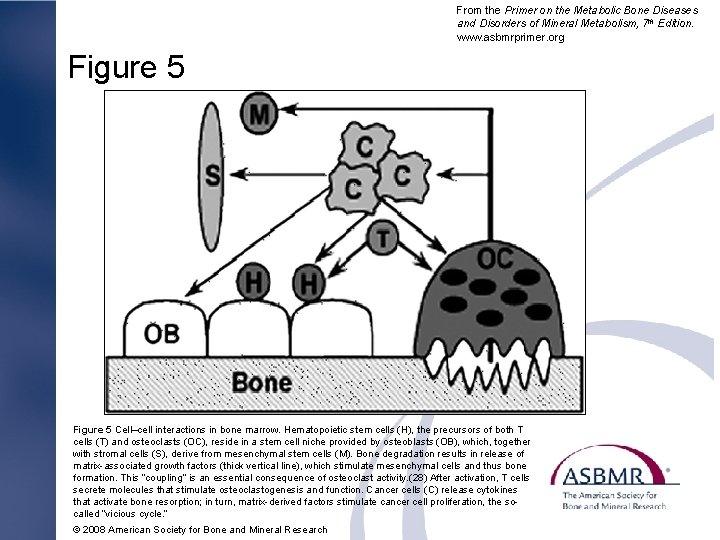 From the Primer on the Metabolic Bone Diseases and Disorders of Mineral Metabolism, 7