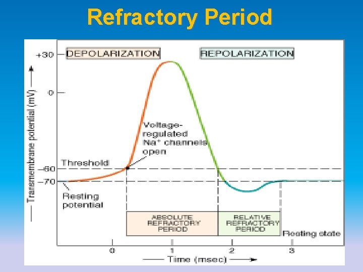 Refractory Period 