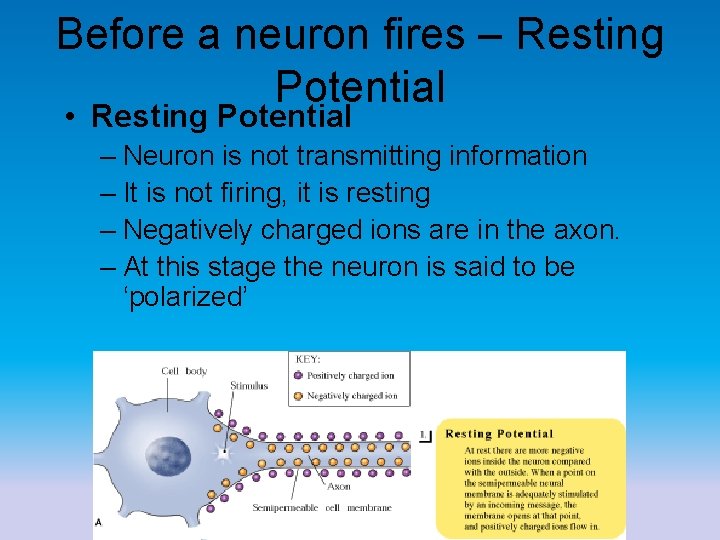Before a neuron fires – Resting Potential • Resting Potential – Neuron is not