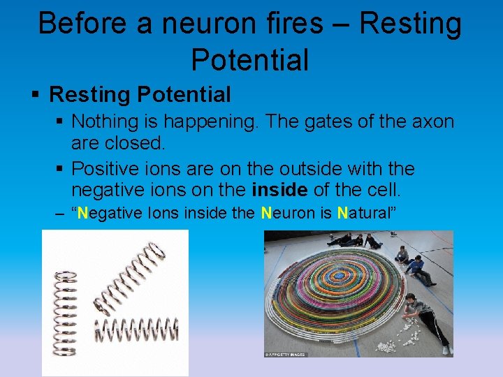 Before a neuron fires – Resting Potential § Nothing is happening. The gates of