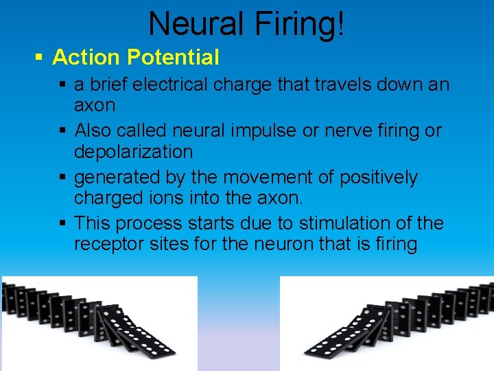 Neural Firing! § Action Potential § a brief electrical charge that travels down an