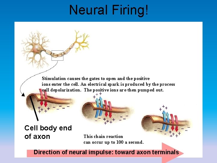 Neural Firing! Stimulation causes the gates to open and the positive ions enter the