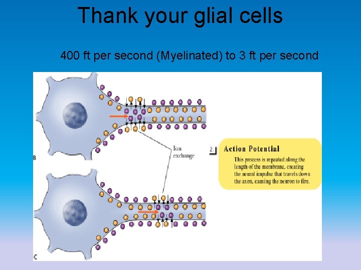 Thank your glial cells 400 ft per second (Myelinated) to 3 ft per second