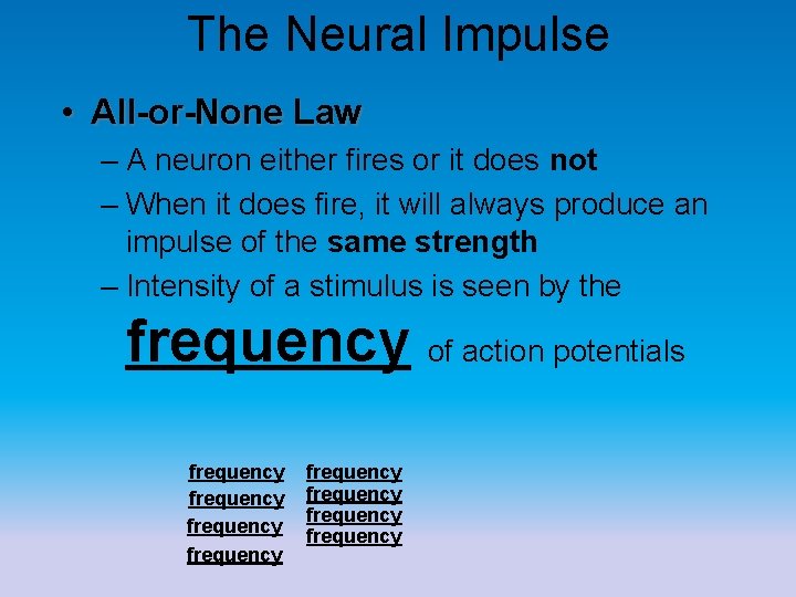 The Neural Impulse • All-or-None Law – A neuron either fires or it does