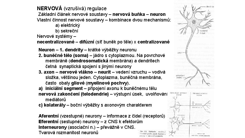 NERVOVÁ (vzrušivá) regulace Základní článek nervové soustavy – nervová buňka – neuron Vlastní činnost
