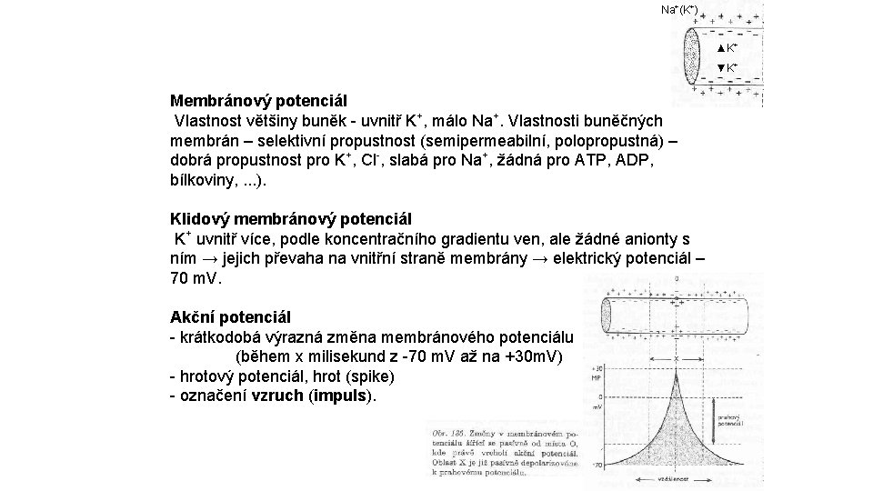 Na+(K+) ▲K+ ▼K+ Membránový potenciál Vlastnost většiny buněk - uvnitř K+, málo Na+. Vlastnosti