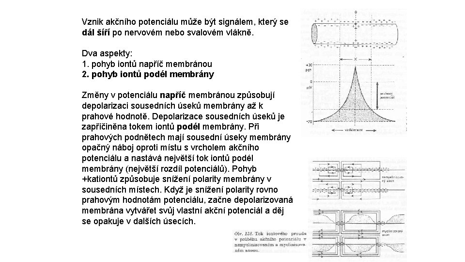 Vznik akčního potenciálu může být signálem, který se dál šíří po nervovém nebo svalovém