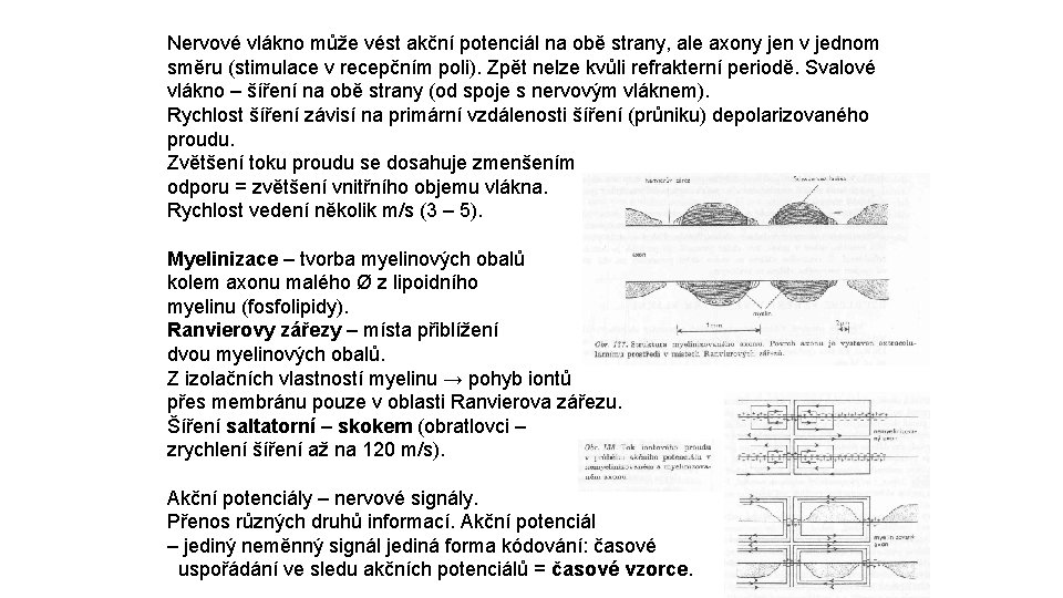 Nervové vlákno může vést akční potenciál na obě strany, ale axony jen v jednom