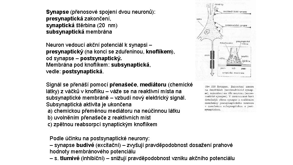 Synapse (přenosové spojení dvou neuronů): presynaptická zakončení, synaptická štěrbina (20 nm) subsynaptická membrána Neuron