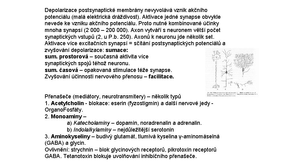 Depolarizace postsynaptické membrány nevyvolává vznik akčního potenciálu (malá elektrická dráždivost). Aktivace jedné synapse obvykle